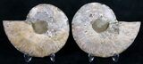 Beautiful Polished Ammonite Pair - Agatized #9303-2